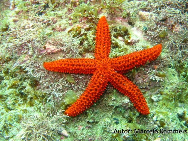 Equinaster brasiliensis